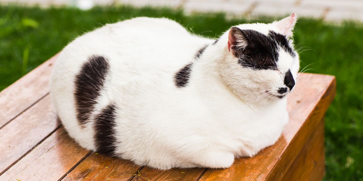 Image d'un chat confortablement installé en position « pain », affichant sa posture détendue et compacte.