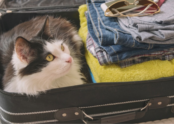 Image ludique d'un chat assis en position « pain » à l'intérieur d'une valise, mettant en valeur la curiosité féline et son talent pour trouver des endroits douillets.