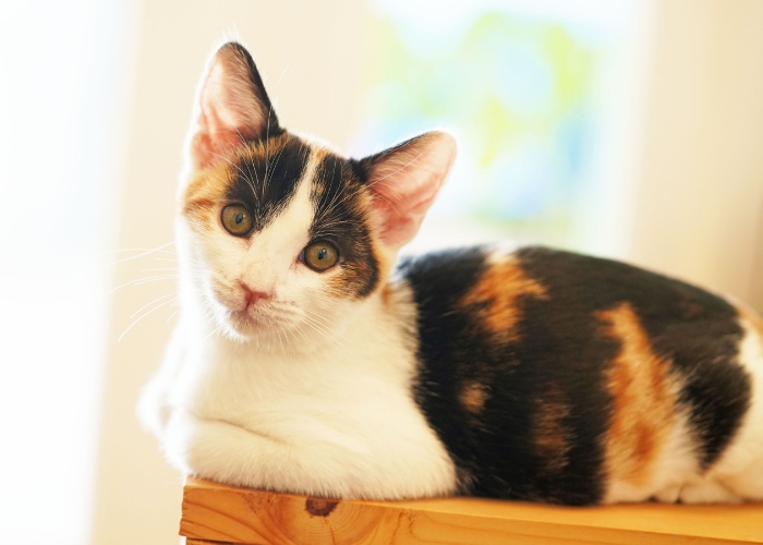 Image d'un chat assis en position « pain », avec les pattes soigneusement repliées sous son corps, affichant une posture détendue et compacte.