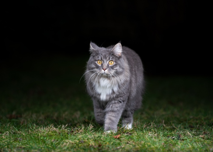 Un chat marchant dehors la nuit, éclairé par le clair de lune.