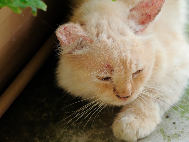 Infection par morsure de chat signes, symptômes et traitement(Avec images)