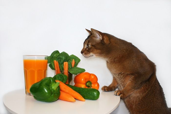 Scène colorée mettant en scène un chat à côté d'une orange et d'un bouquet d'épinards.