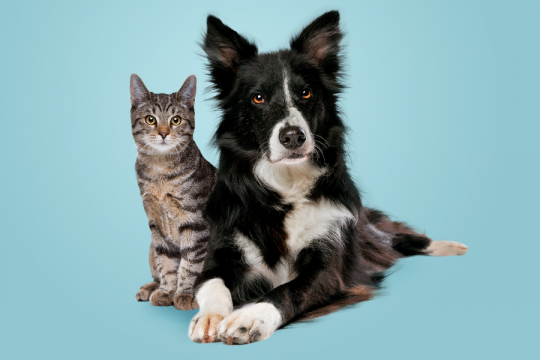 Les chats sont-ils plus intelligents que les chiens ? Les scientifiques ont enfin la réponse