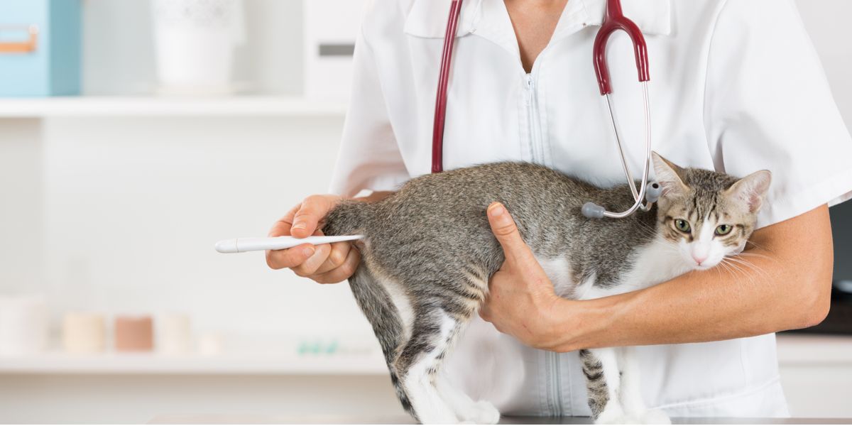 Une personne vérifiant la température d'un chat, dans le cadre d'un examen vétérinaire.