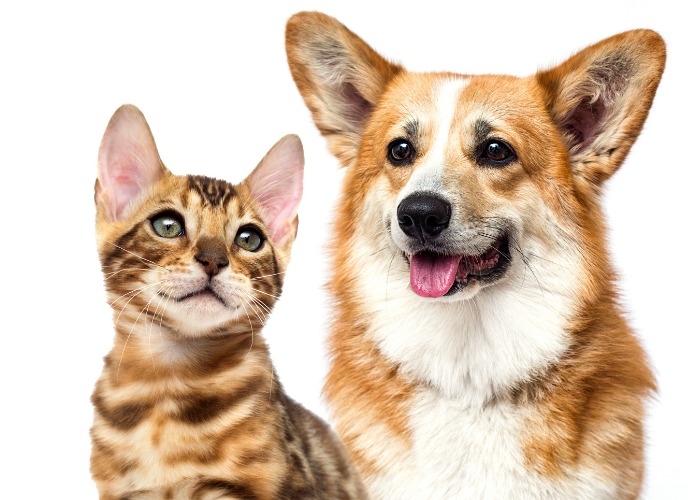 Un corgi et un chaton interagissent de manière ludique, illustrant une adorable amitié inter-espèces et une joyeuse compagnie.