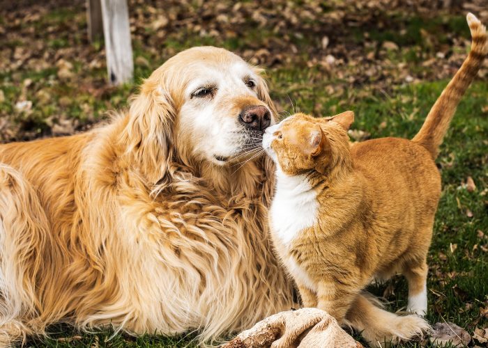 Adorable image représentant un chat et un chien mignons se saluant avec curiosité et convivialité.