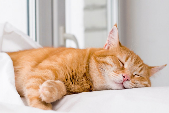 Les chats rêvent-ils ? La science a la réponse.