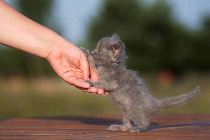 Adorable chaton gris capturé dans un moment candide, rayonnant de curiosité et d'innocence juvéniles à travers son expression charmante et sa posture ludique.