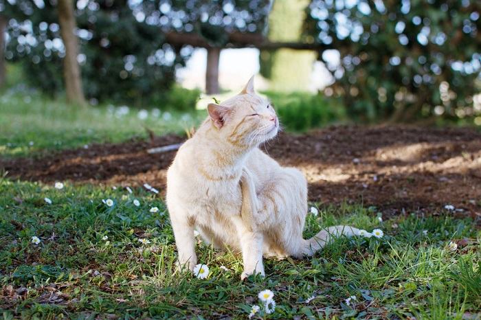 chat qui démange