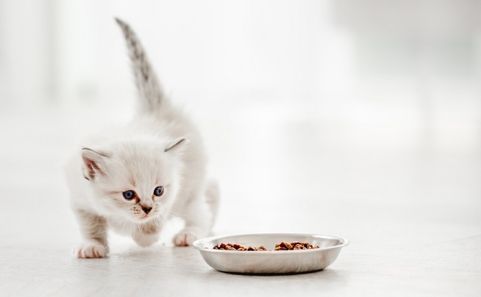 Chaton jouant autour d'un bol.