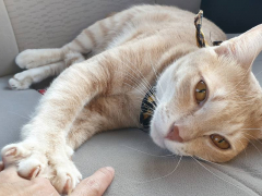 The image captures the soothing and instinctual behavior of a cat kneading, often associated with comfort and relaxation.