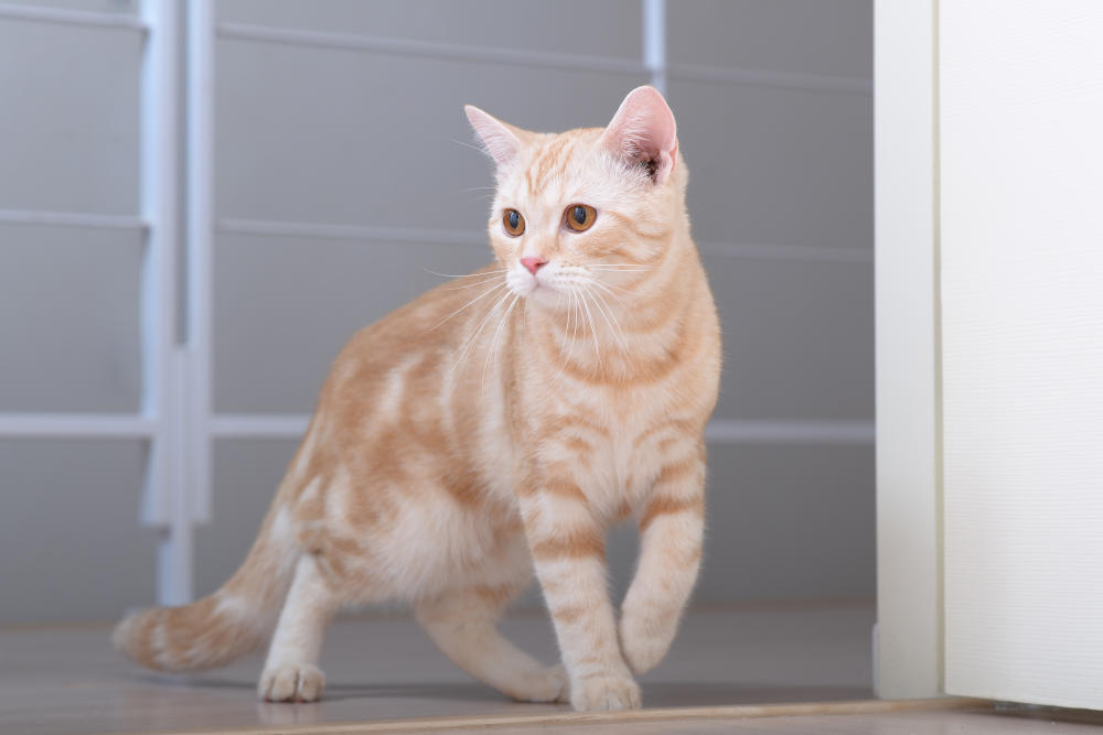 chat Américain à poil court orange