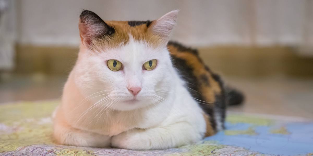 Portrait d'un chat à l'air sérieux, affichant une expression intense et concentrée, le regard fixé devant lui.