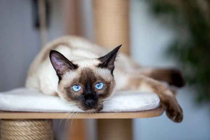 Une image présentant un chat siamois, connu pour ses points de couleur distinctifs et ses yeux bleus en forme d'amande saisissants, soulignant l'apparence élégante et captivante de cette race féline particulière.