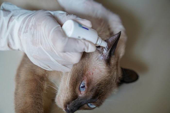 Traitement des problèmes d'oreilles des chats, soulignant l'importance de traiter et de gérer les problèmes d'oreilles des chats avec des soins appropriés.