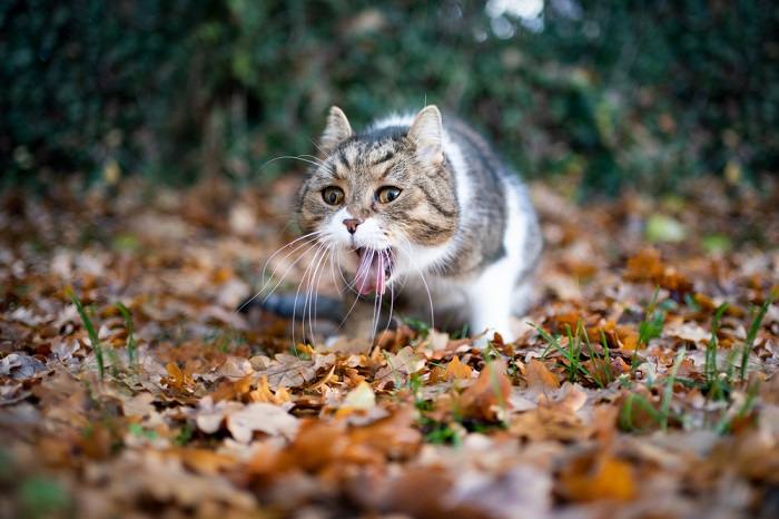 Photo d'un chat en train de vomir, indiquant un potentiel malaise gastrique ou digestif.