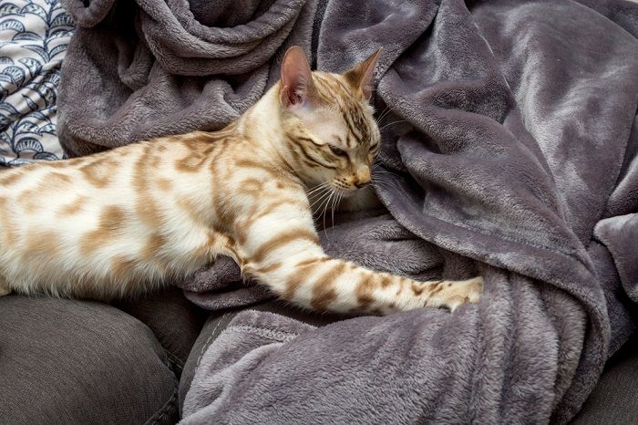 Image représentant un chat engagé dans un comportement de pétrissage, communément appelé « fabrication de biscuits ».