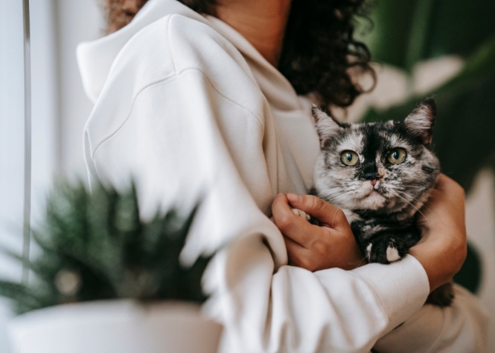 Les chats peuvent-ils savoir quand vous êtes malade ?