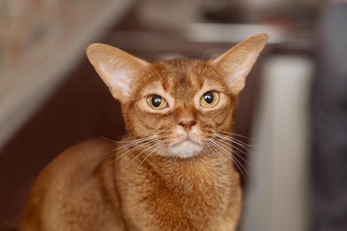 Image d'un chat abyssin, une race connue pour son pelage lisse et tiqueté, assis avec attention et mettant en valeur son apparence frappante et agile.