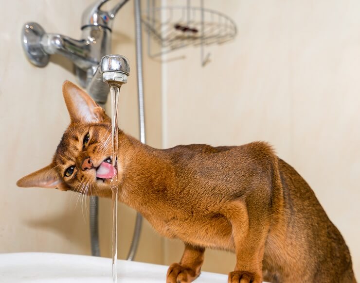 Chat abyssin buvant de l'eau au robinet