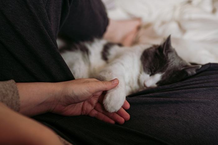 Image capturant un moment réconfortant de lien et d'affection entre une personne et son chat, illustrant le lien profond qu'ils partagent.