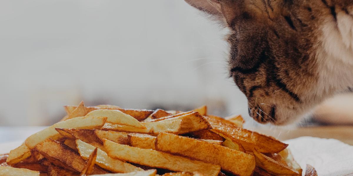 Image capturant un chat en train de sentir des frites, mettant en valeur l'exploration curieuse du félin de la nourriture humaine