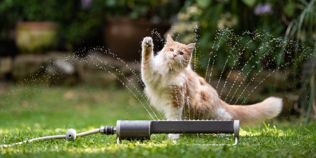 Image de différentes races de chats qui aiment l’eau, mettant en valeur leur nature ludique et aventureuse dans une scène de groupe engageante et captivante.