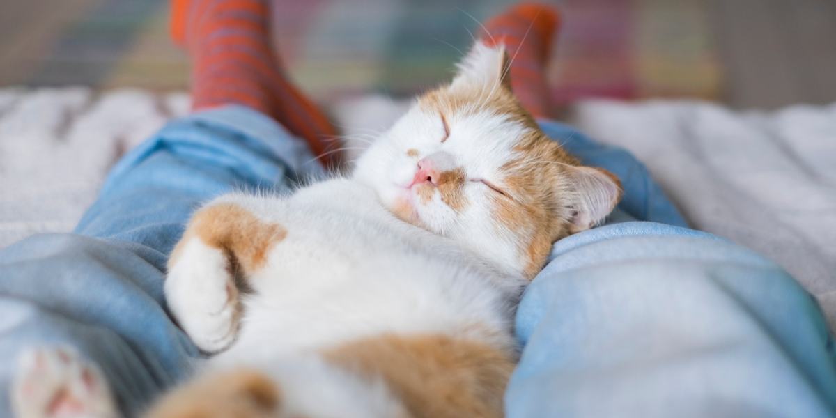 Un chat endormi niché entre les jambes d'une personne, trouvant un endroit confortable et sûr pour une sieste paisible.