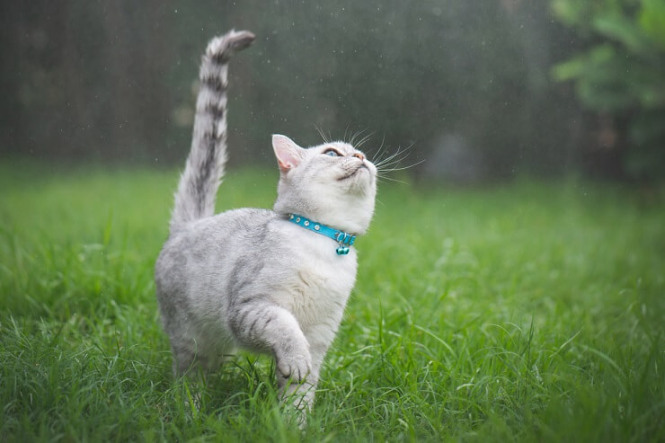 chat marchant dans l'herbe verte