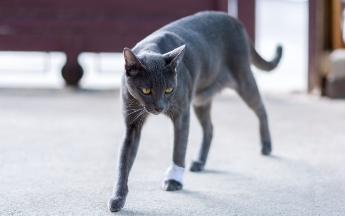 Image illustrant un scénario ludique dans lequel les chats font semblant de boiter, peut-être pour attirer la sympathie ou l'attention, mettant en valeur leurs comportements intelligents et parfois humoristiques.