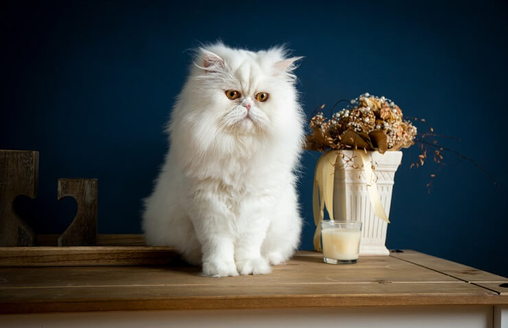 Image capturant des chats s'adonnant à leur habitude ludique de faire tomber des objets d'une table, démontrant leur nature curieuse et parfois espiègle.