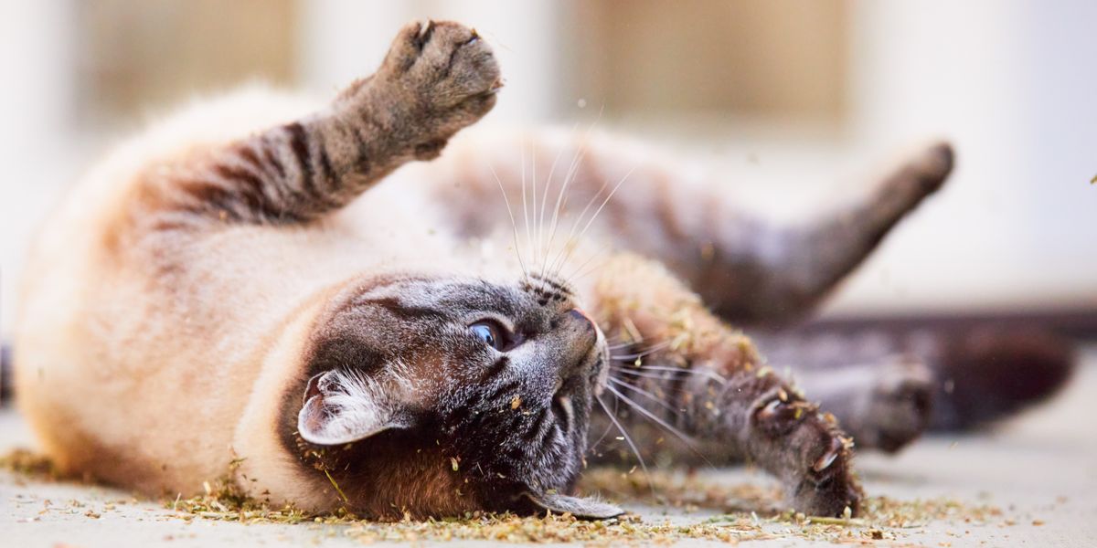 Des chats se roulent dans la terre, adoptant leur inclination naturelle pour les comportements de toilettage et de marquage.