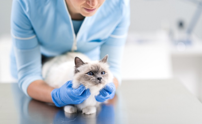 Une image montrant un propriétaire de chat inquiet en conversation avec un vétérinaire professionnel. Le vétérinaire écoute attentivement pendant que le propriétaire discute du bien-être de son chat, illustrant l'importance de demander conseil et de prendre soin d'un expert en cas de besoin.