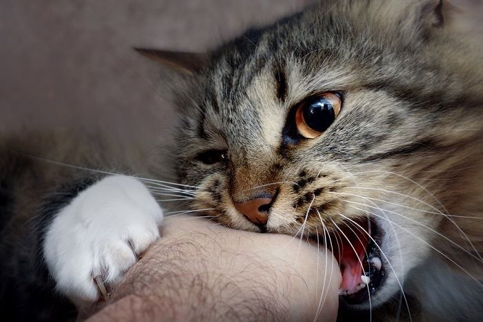 Image illustrant des conseils pour éviter les morsures de chat pendant les caresses, notamment la lecture du langage corporel félin, le toucher respectueux et la reconnaissance des signes d'inconfort.