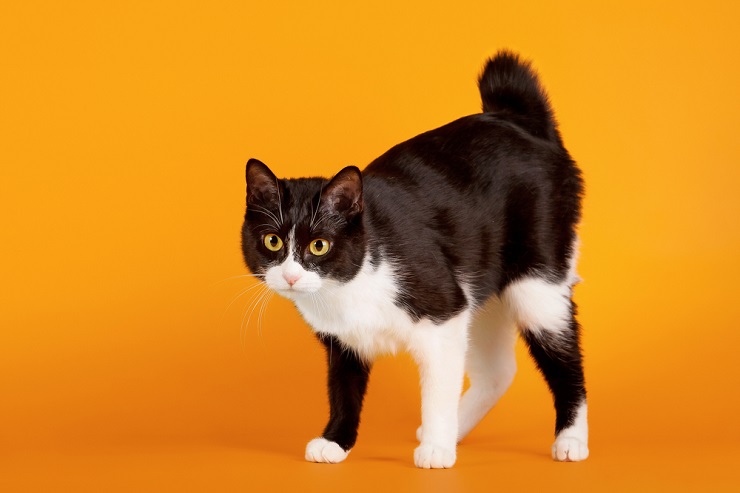 Image d'un chat Bobtail japonais, connu pour sa queue courte et distinctive, assis attentivement et affichant sa caractéristique unique et captivante.