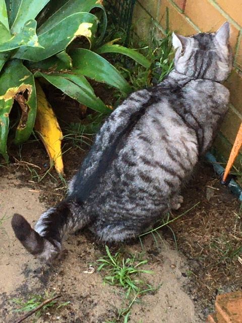 Un chat nommé Jimmy fait pipi dehors