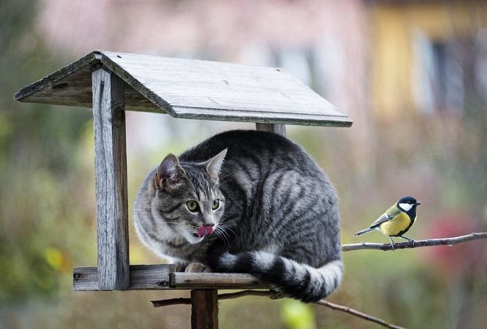 Image informative illustrant différentes méthodes utilisées par les chats pour chasser.