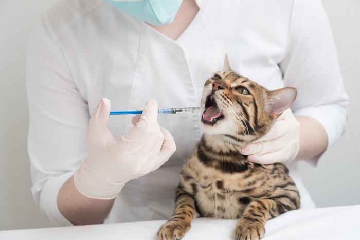 Administrer un médicament par voie orale à un chat à l'aide d'une seringue pour démontrer la responsabilité des soins prodigués aux animaux de compagnie