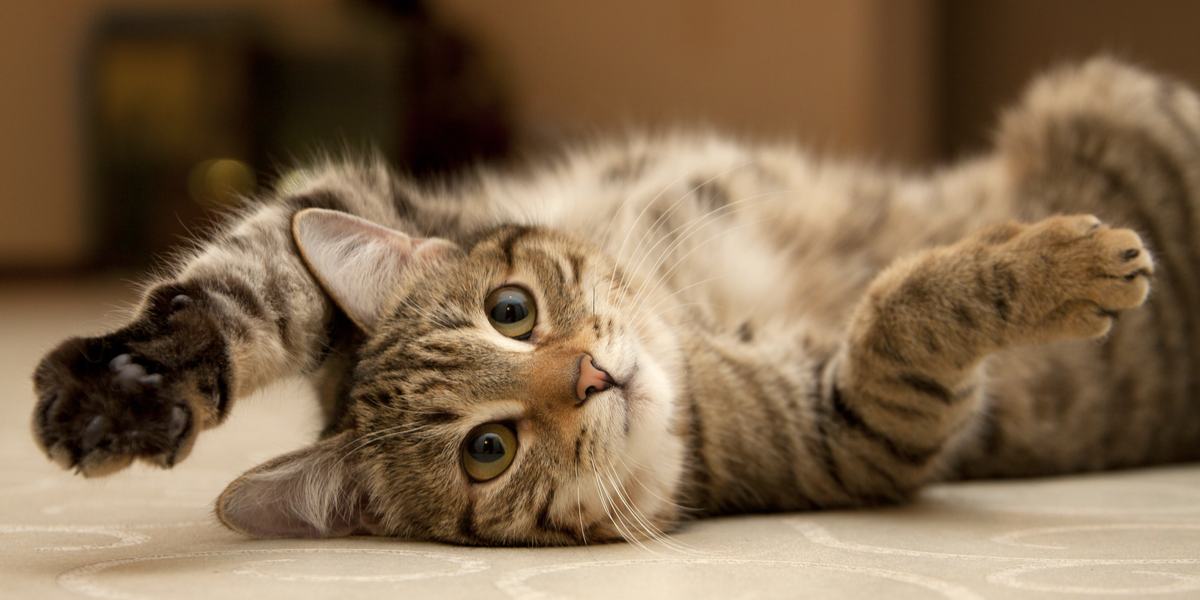 Gros plan de la patte d'un chat montrant des glandes odorantes, une caractéristique fascinante utilisée pour marquer le territoire et communiquer.