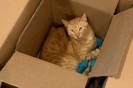 Pourquoi les chats aiment-ils tant les boîtes ? 8 raisons principales.