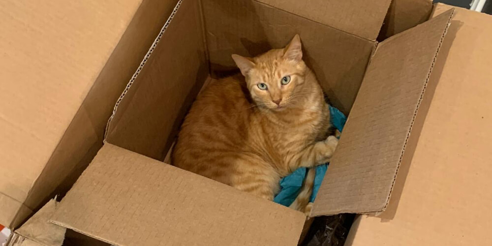 Un chat nommé Solj trouve réconfort et détente à l'intérieur de deux boîtes en carton empilées.