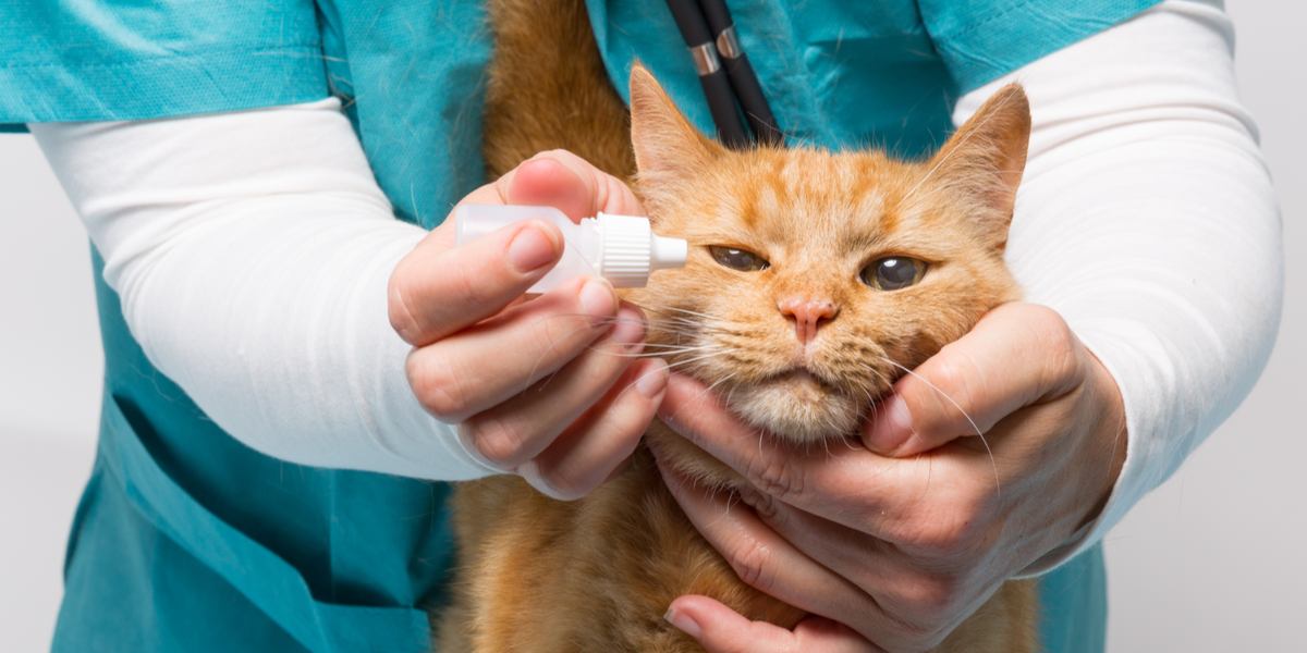 obramycine pour chats, un médicament utilisé pour traiter divers problèmes de santé félins, soulignant l'importance des soins vétérinaires et des médicaments sur ordonnance.