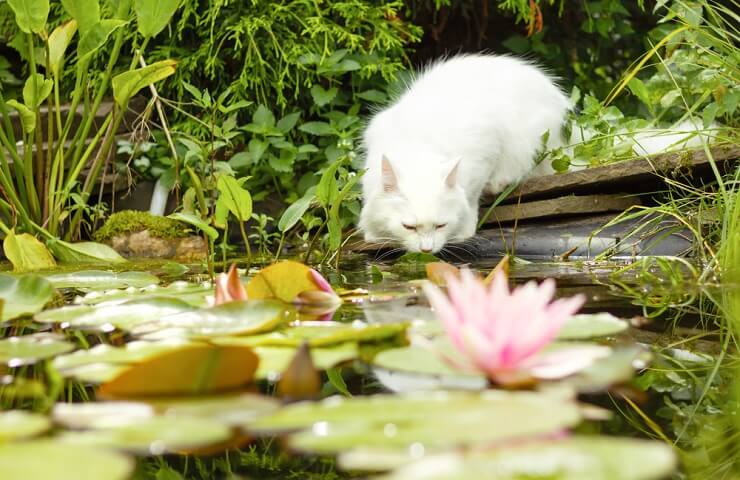 Image d'un chat angora turc, connu pour son pelage long et soyeux et son apparence élégante, assis gracieusement et dégageant un air de charme et de beauté.