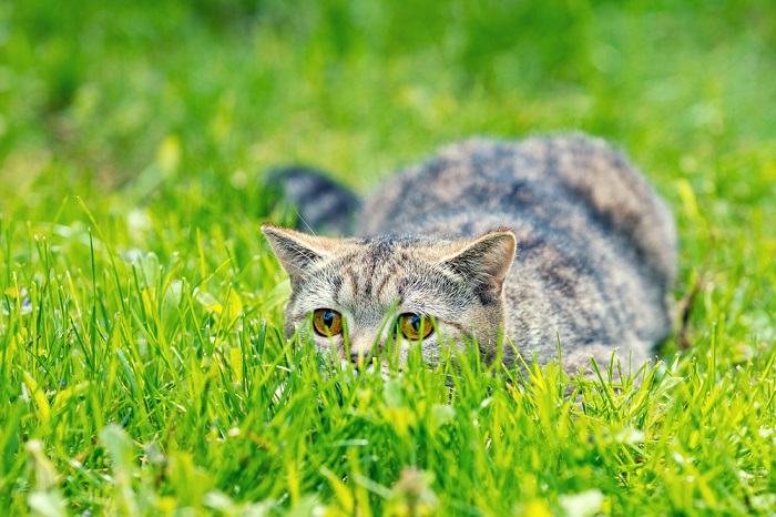 chat caché dans l'herbe à la recherche d'une proie