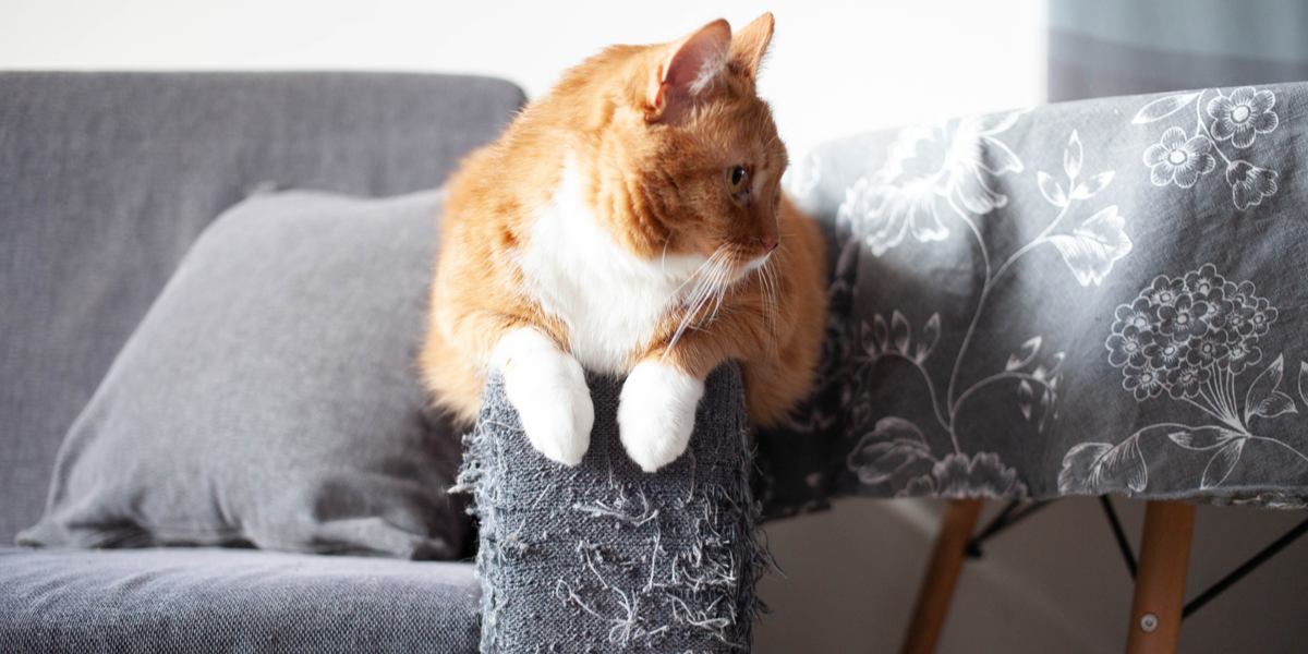 Un chat curieux à côté d'un meuble griffé.