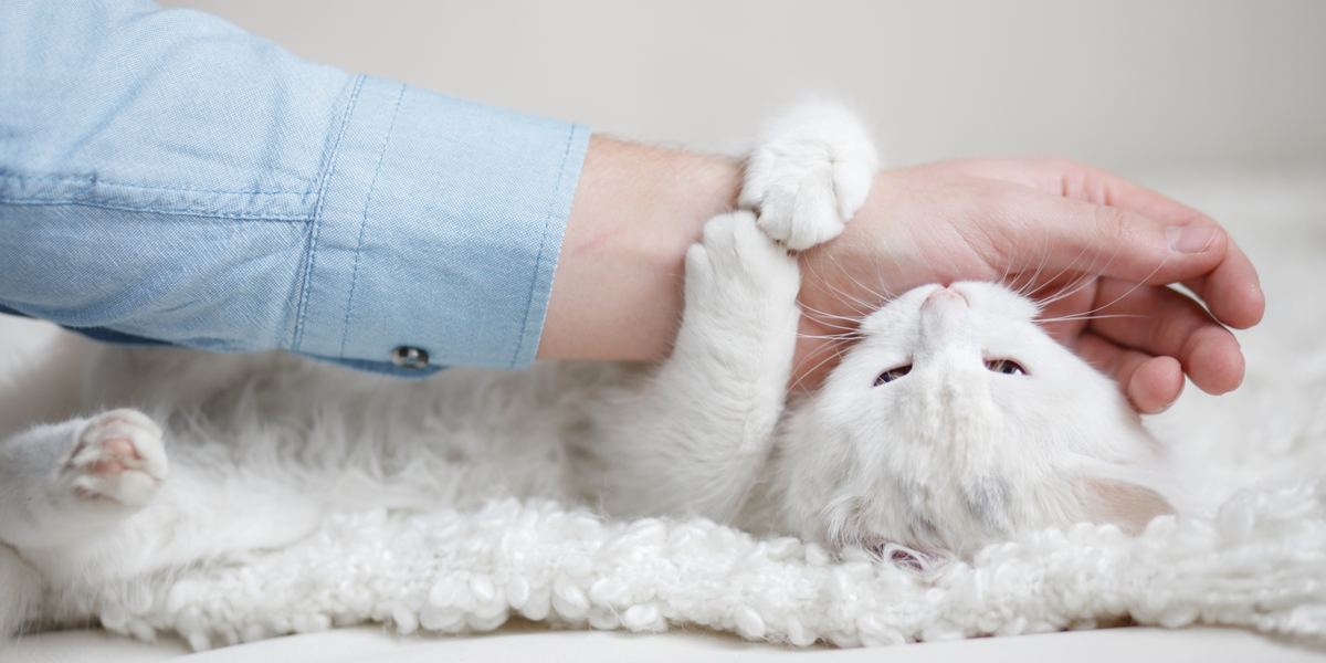 Un chat lèche affectueusement la main d'une personne, suivi d'un doux mordillement.