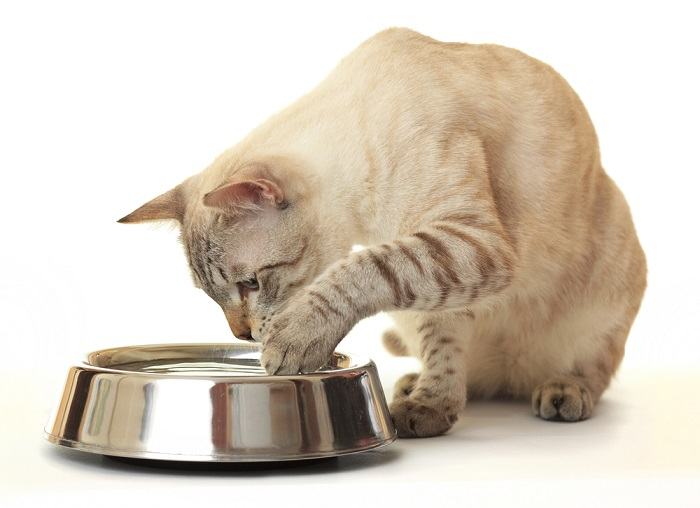 chat jouant avec de l'eau dans son bol