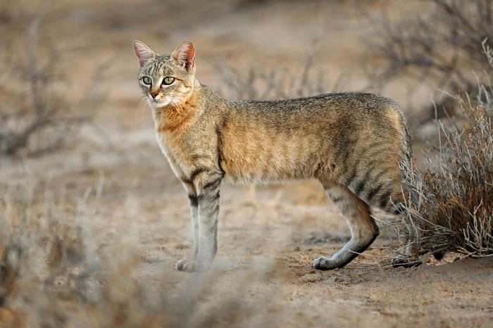 Chat sauvage africain présentant la beauté et l'attrait de ces félins fascinants