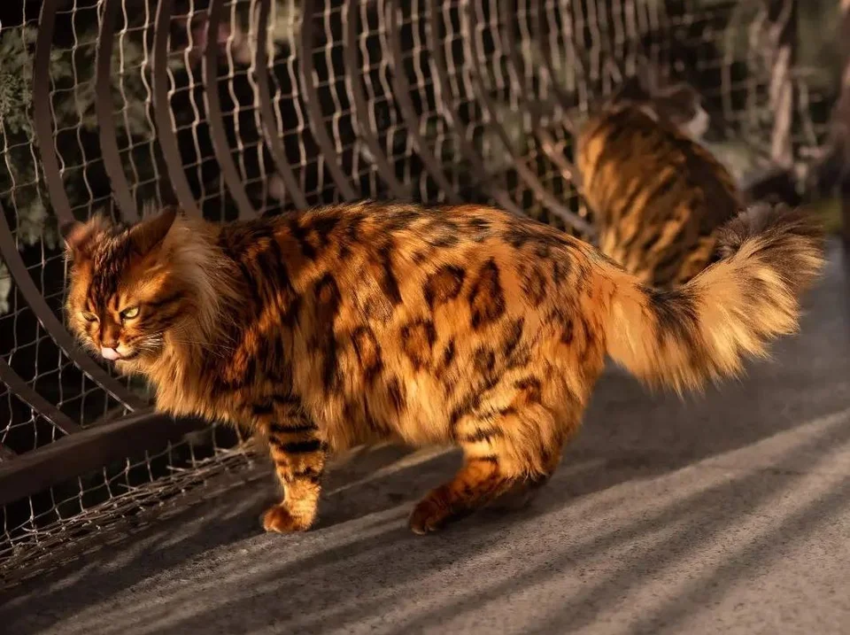 Vue complète du corps d'un chat du Bengal, mettant en valeur son apparence élégante et athlétique.