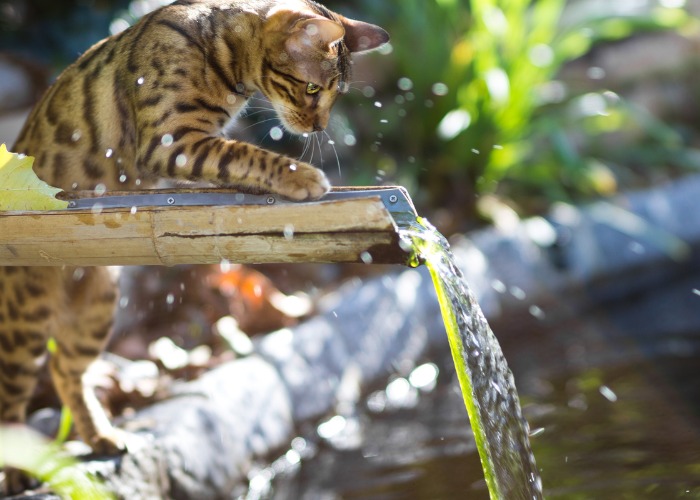 Image d'un chat du Bengal profitant de l'eau, une race connue pour son apparence sauvage et ses motifs de pelage frappants, mettant en valeur sa nature ludique et aventureuse dans une scène rafraîchissante.